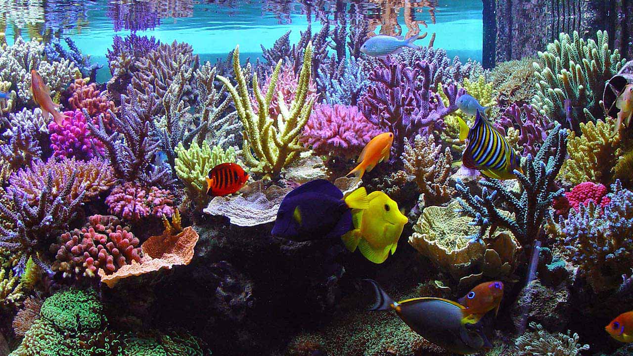 maintain reef aquariums