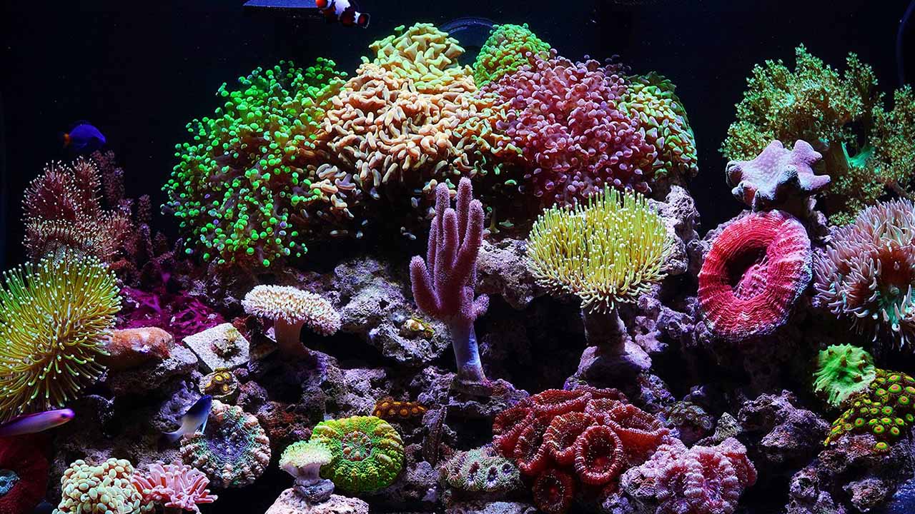 Reef tank maintenance