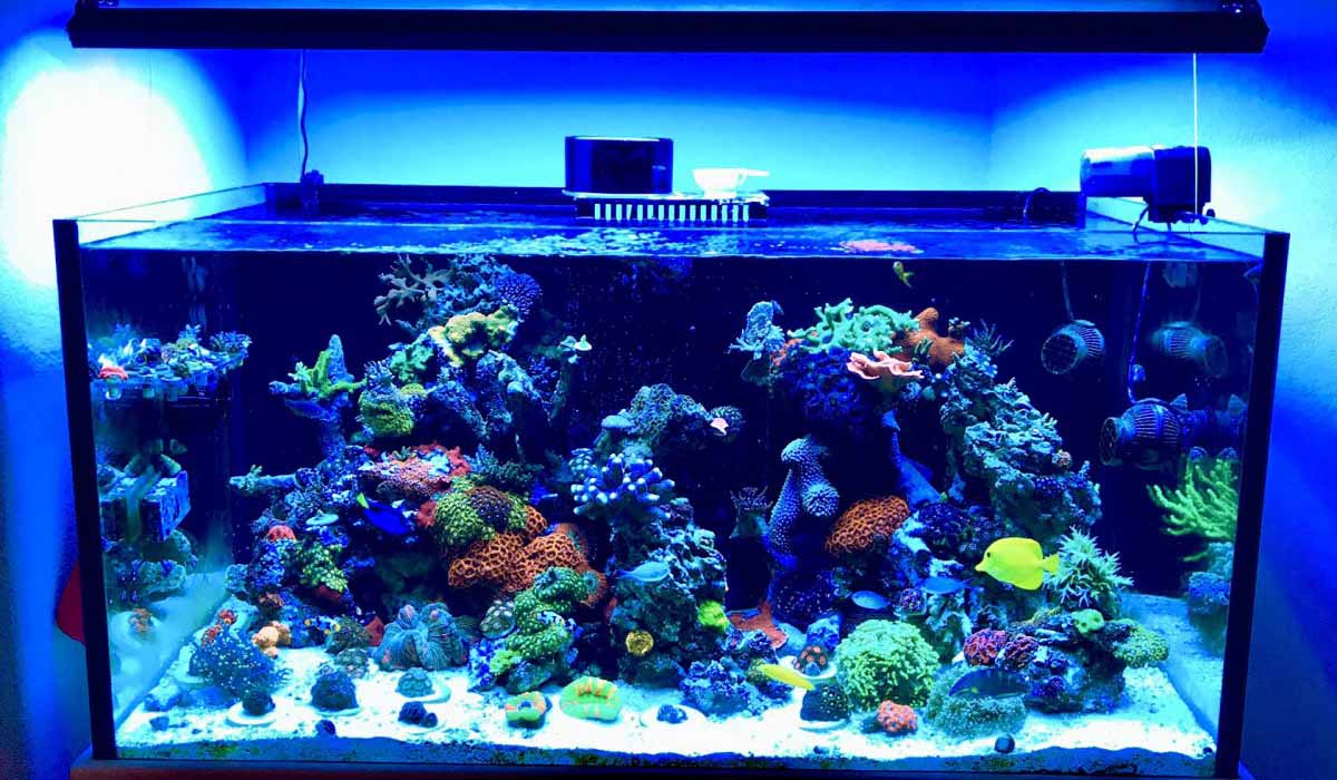 are reef tanks hard to maintain