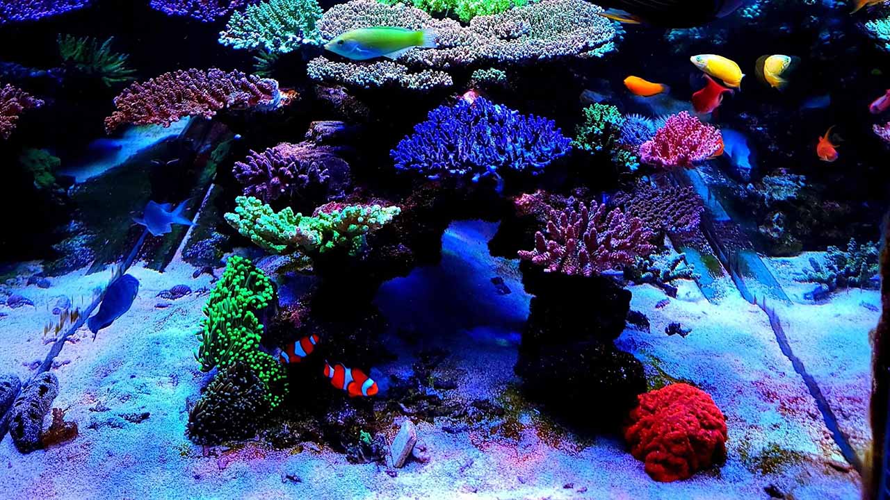 maintaining a reef tank