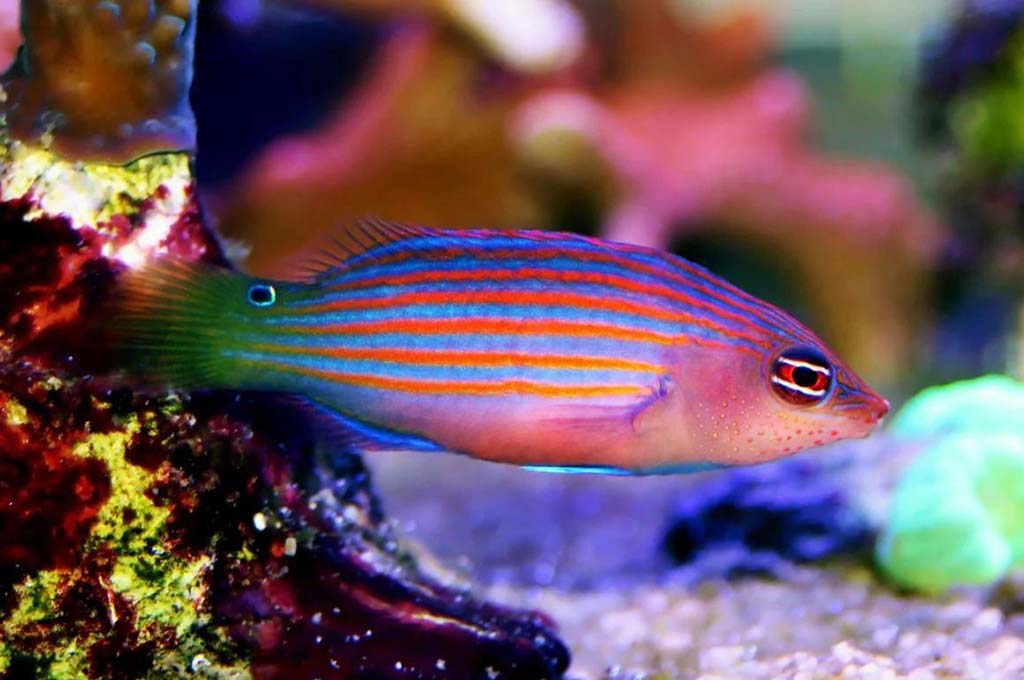 Six Line Wrasse Fish For Reef Tanks