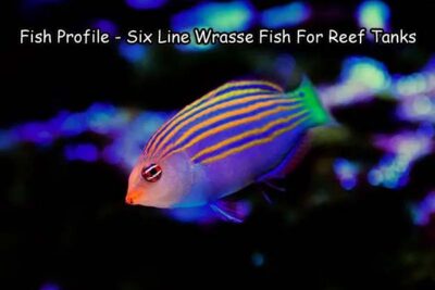 Fish Profile – Six Line Wrasse Fish For Reef Tanks