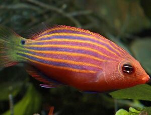 Fish Profile – Six Line Wrasse Fish For Reef Tanks - hygger