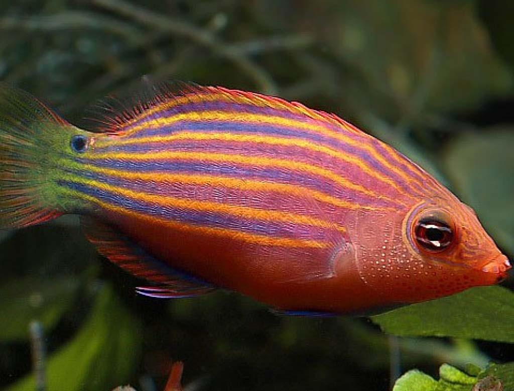 sixline wrasse fish profile