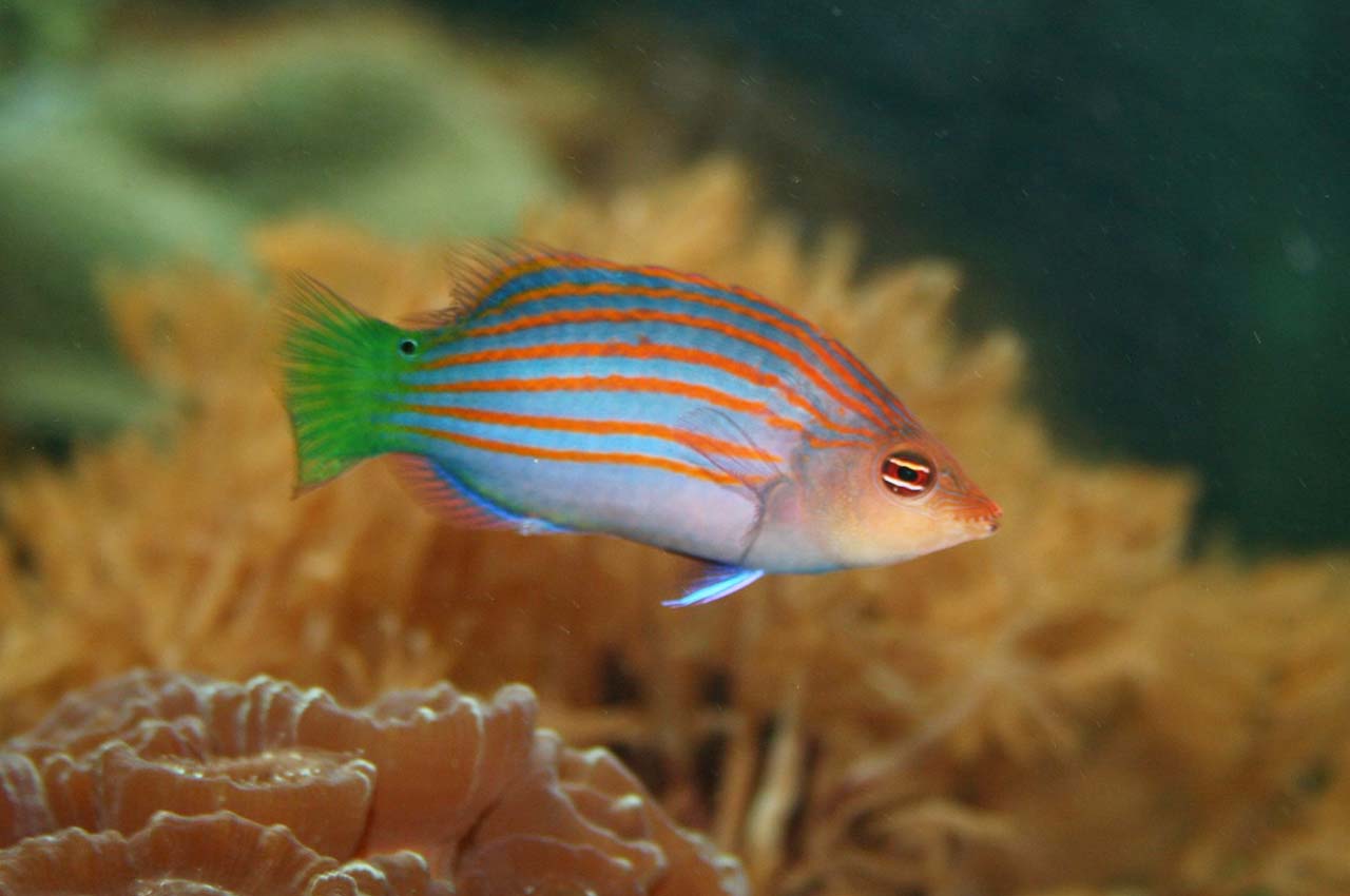 six line wrasse