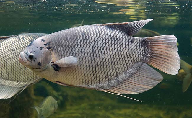 Giant Gourami