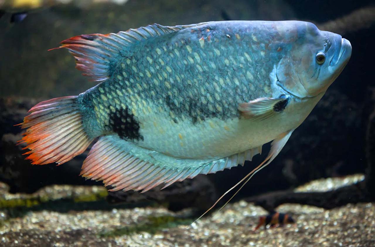 bluto the giant gourami