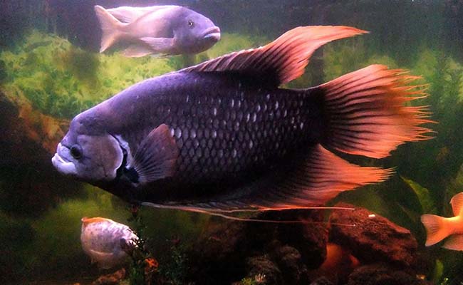 Giant Red Tail Gourami