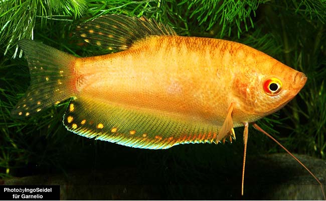 Giant Marbled Gourami