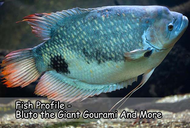 Fish Profile - Bluto the Giant Gourami And More