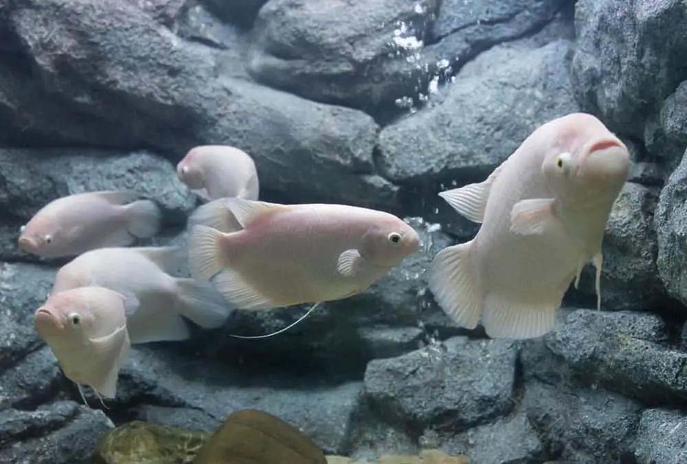 Fish Profile Bluto the Giant Gourami And More hygger