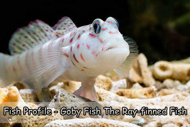 Fish Profile - Goby Fish The Ray-finned Fish