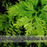 Grow And Care for Selaginella Plant in House