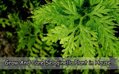 Grow And Care for Selaginella Plant in House