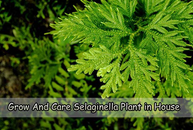 Grow And Care for Selaginella Plant in House