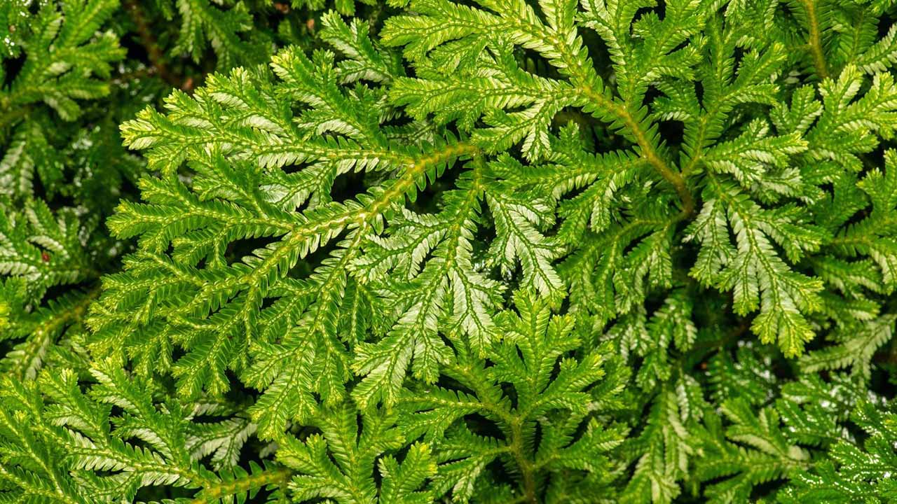 life cycle of selaginella