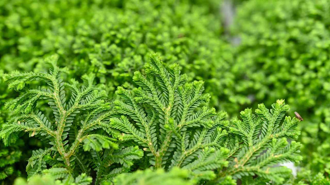 selaginella