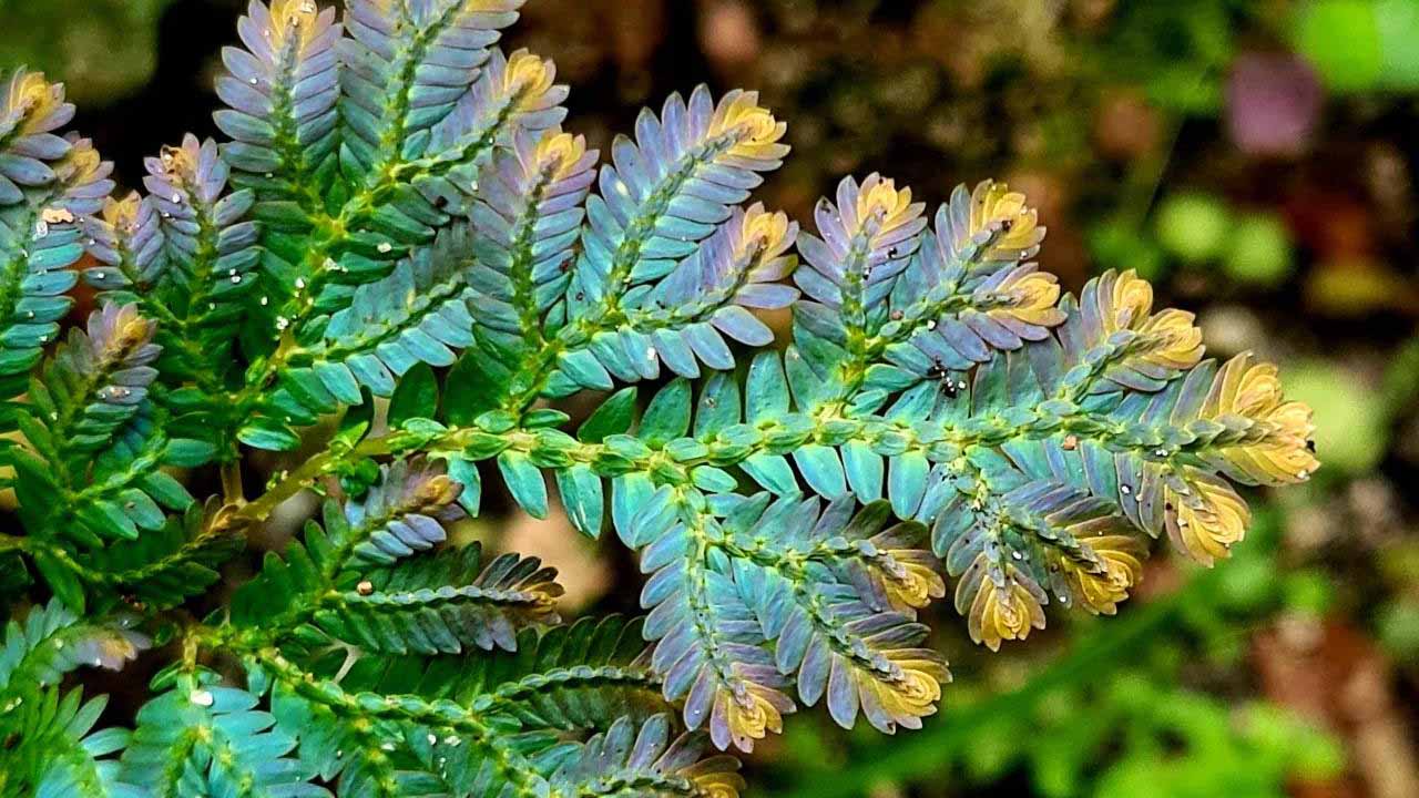 selaginella care