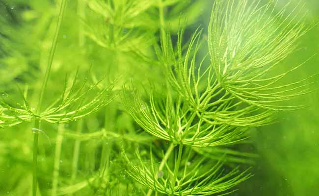 Hornwort