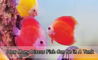 How Many Discus Fish Can Be in A Tank