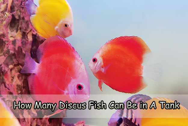 Discus fish with goldfish online