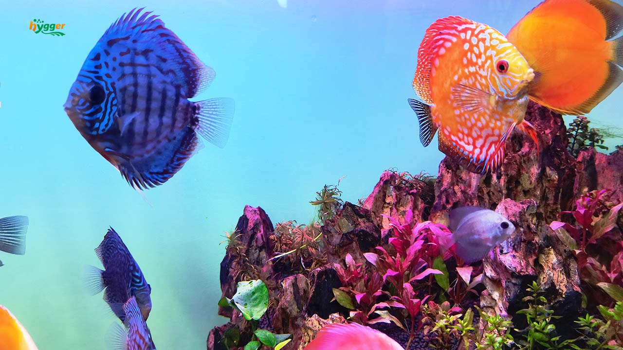 discus fish stocking density