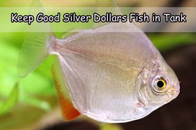 Keep Good Silver Dollar Fish in Tank