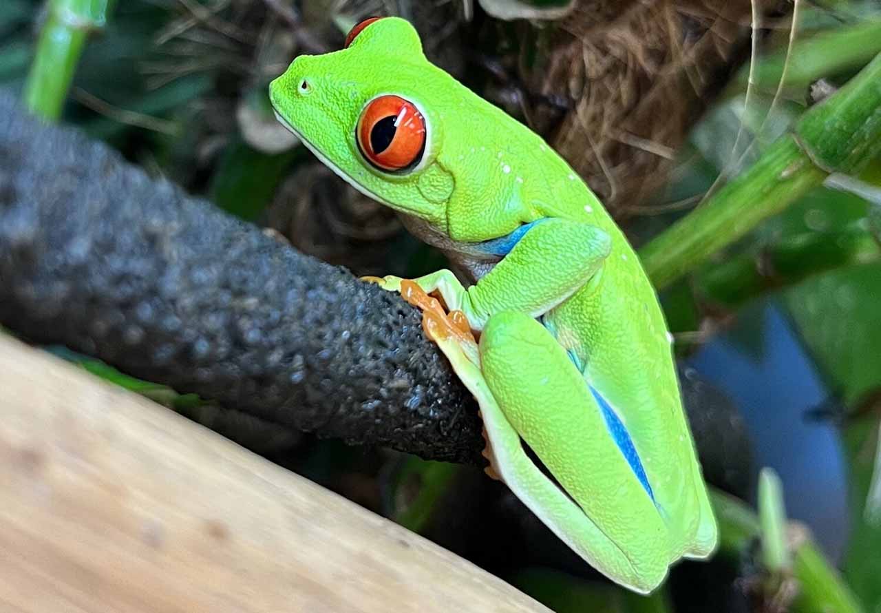 care for tree frog