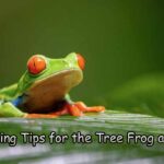 Keeping Tips for the Tree Frog as Pet