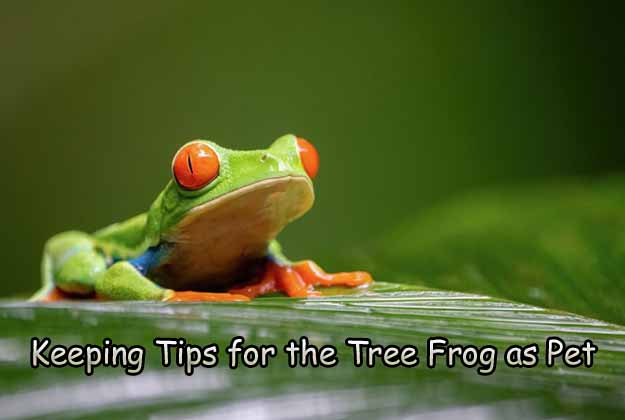 Keeping Tips for the Tree Frog as Pet