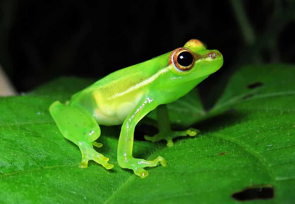 tree frog care