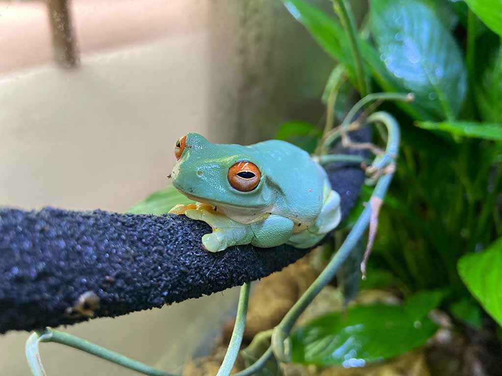 Tips for the Tree Frog