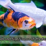 Legends and Significance of the Koi Fish