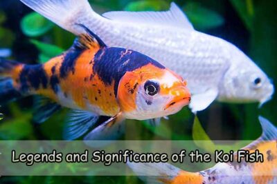 Legends and Significance of the Koi Fish