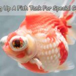 Setting Up A Fish Tank For Your Special Goldfish