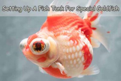 Setting Up A Fish Tank For Your Special Goldfish