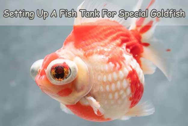 Setting Up A Fish Tank For Your Special Goldfish