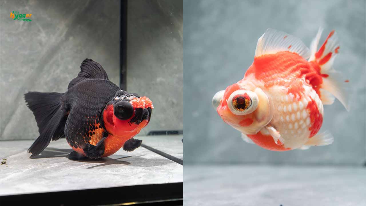 fish tank for goldfish