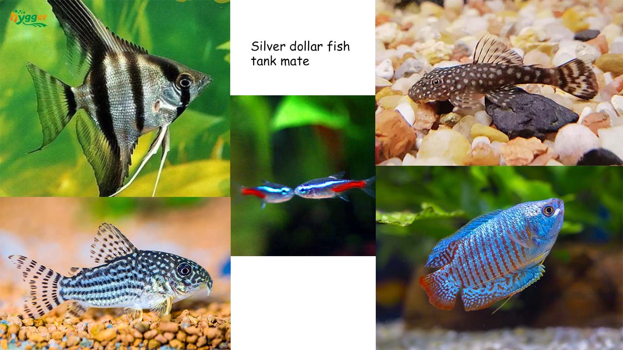 what fish can live with silver dollars
