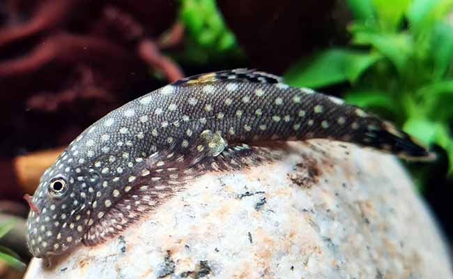 Borneo Sucker Loach