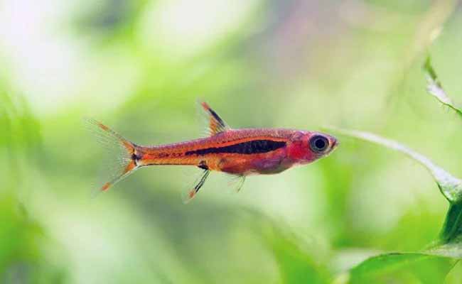 Chili Rasbora