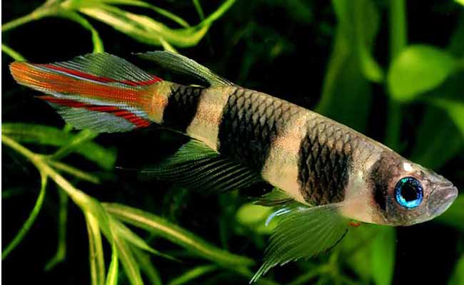 Clown Killifish