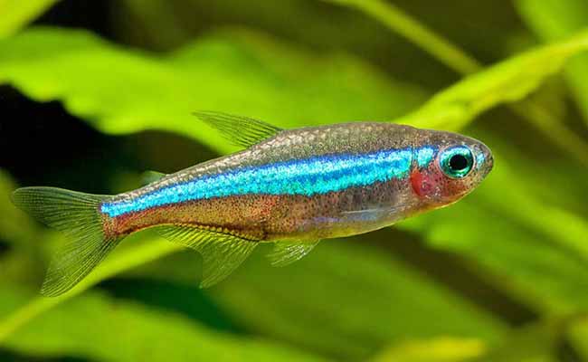 Green Neon Tetra