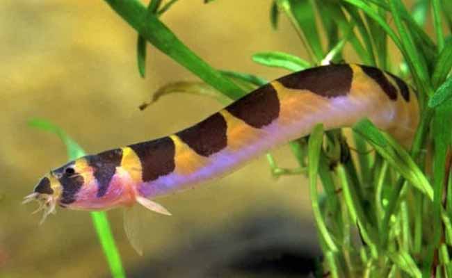 Kuhli Loach