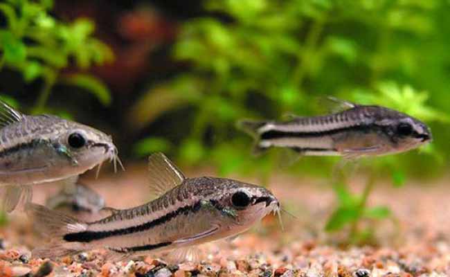 Pygmy Corydoras