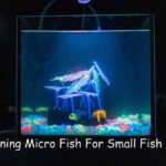 Stunning Micro Fish For Small Fish Tank