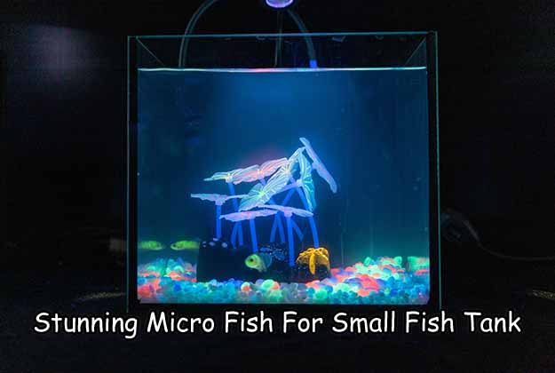 Stunning Micro Fish For Small Fish Tank - hygger