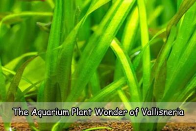 The Aquarium Plant Wonder of Vallisneria