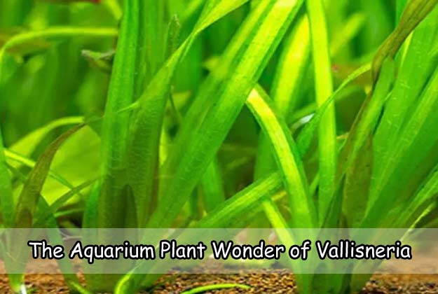 The Aquarium Plant Wonder of Vallisneria