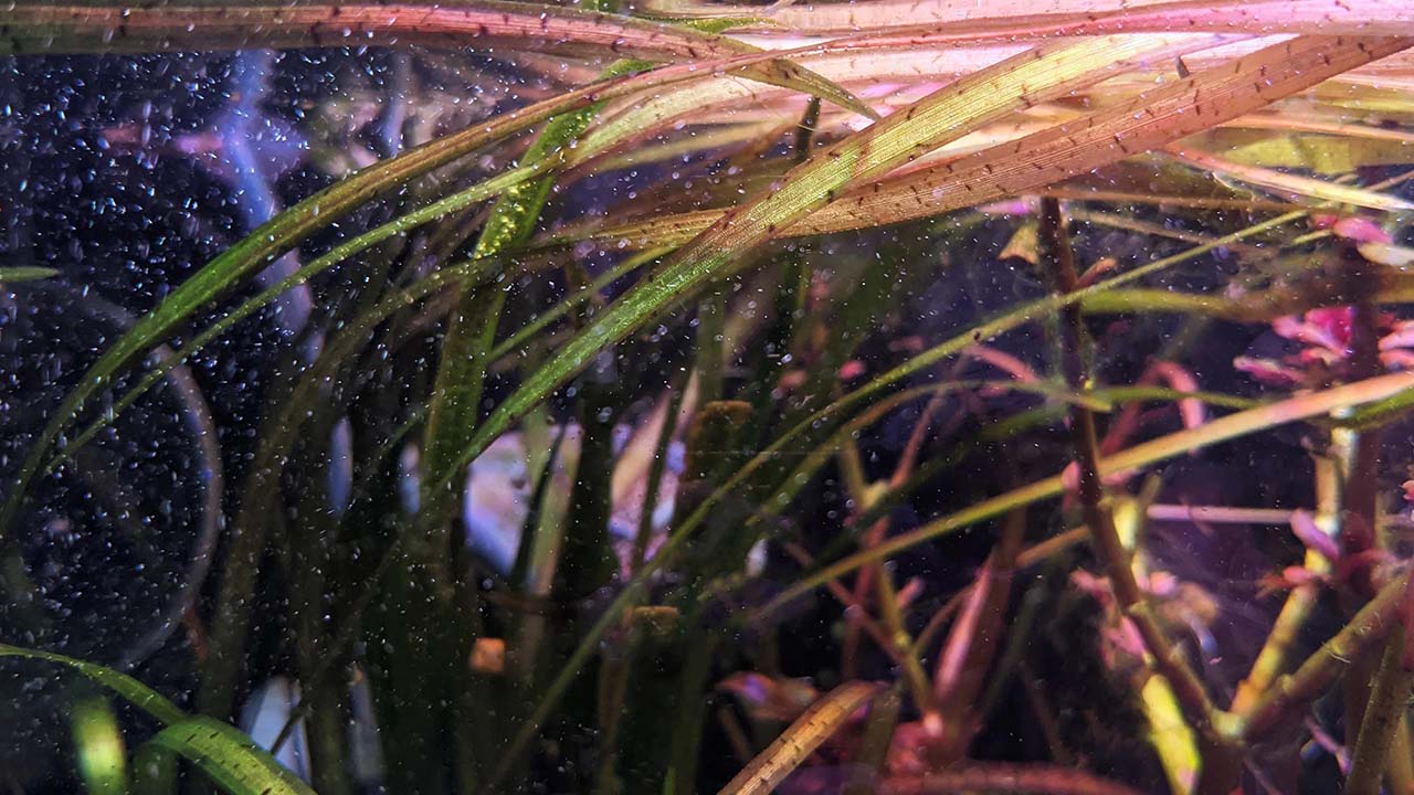 how to plant vallisneria